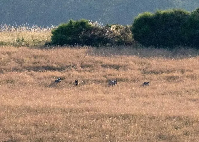 Muelli's Eifel * Kall